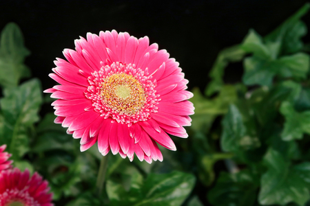 One red gebera (african daisy) on black backgroundの写真素材