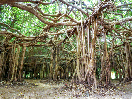 Sai Ngam Banyan tree in  Phimai district, Nakhon ratchasima province, Thailandの写真素材