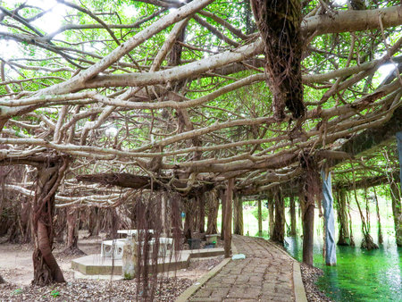 Sai Ngam Banyan tree in  Phimai district, Nakhon ratchasima province, Thailandの写真素材