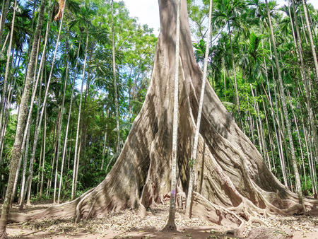 Ficus albipila, giant tree Ban Rai District, Uthaithani, Thailandの写真素材