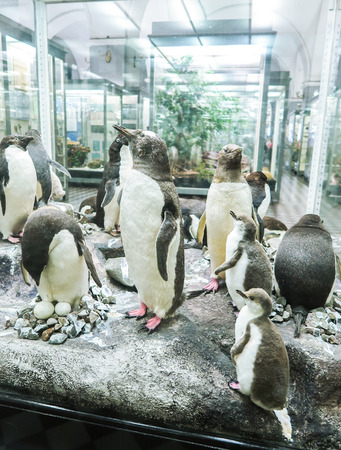 February 17, 2019:  St. Petersburg, Russia: Penguin stuff display at Zoological Museum of the Zoological Institute of the Russian Academy of Sciencesのeditorial素材
