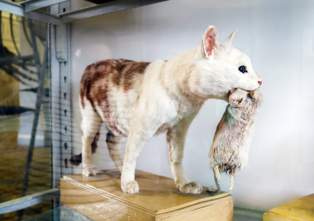 February 17, 2019:  St. Petersburg, Russia: Stuff animals at Zoological Institute of the Russian Academy of Sciences at St. Petersburg.のeditorial素材