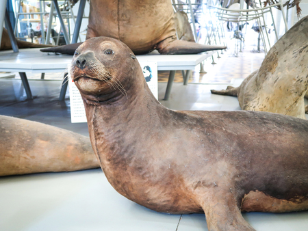 February 17, 2019:  St. Petersburg, Russia: Stuff animal group at Zoological Institute of the Russian Academy of Sciences at St. Petersburg, Russiaのeditorial素材