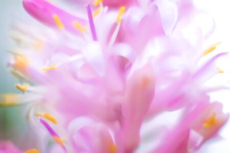 Unfocused blur pink flowers, nature backgroundの写真素材