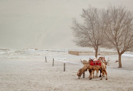 Two camels at Dunhuang desert ,  Gansu, China.の写真素材
