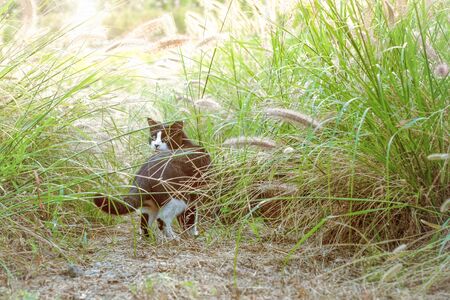 Cat walking in the meadowの写真素材