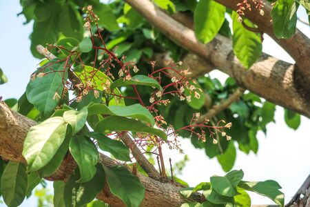 Chestnut tree with flowers in the gardenの写真素材