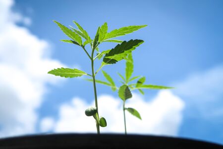 Marijuana green leaf or ganja or hemp cannabis sprout seedling plant growing on blue sky background for medical.の写真素材