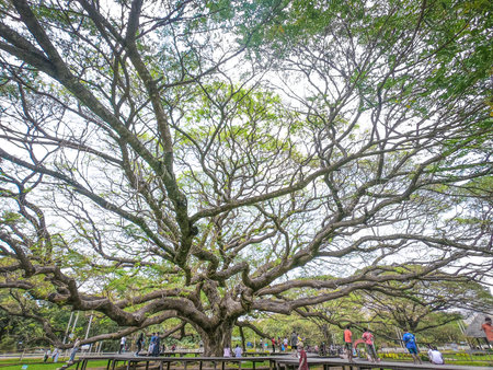 Kanchanaburi, Thailand - February 13, 2021: Tourists come to see the largest Chamchuri tree or giant...