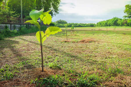 Young teak tree seeding plantation in the garden on blue skyの写真素材