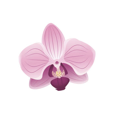 Cute pink orchid flower icon. Delicate cherry blossom petals, spring motives. Front view. Festive decorations for wedding, holiday, postcard, poster. Vector illustrationのイラスト素材