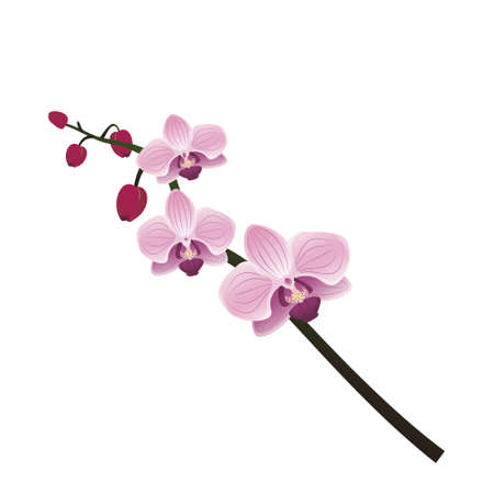 Cute orchid branch. Spring pink blooming composition with buds. Festive decorations for wedding, holiday, postcard, poster. Vector illustrationのイラスト素材