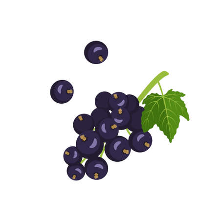 Black currant icon. A source of vitamin C. Useful small berries on a branch with a leaf, summer harvest in the garden. Vector illustrationのイラスト素材