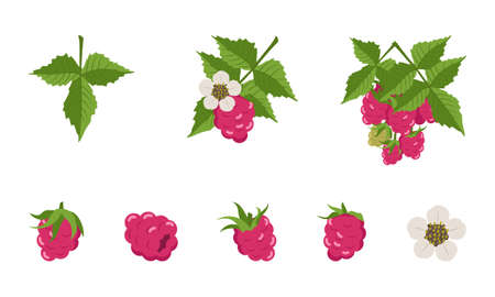 Raspberry with leaves and flowers, individual berries and twigs. Harvesting in a garden or forest. Delicious sweet food, snack, dessertのイラスト素材