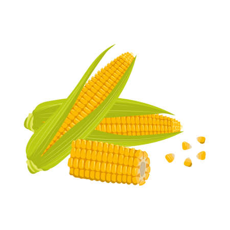 Set of corn cobs with leaves and grains. Summer and autumn harvest, delicious food. Vitamin sourceのイラスト素材