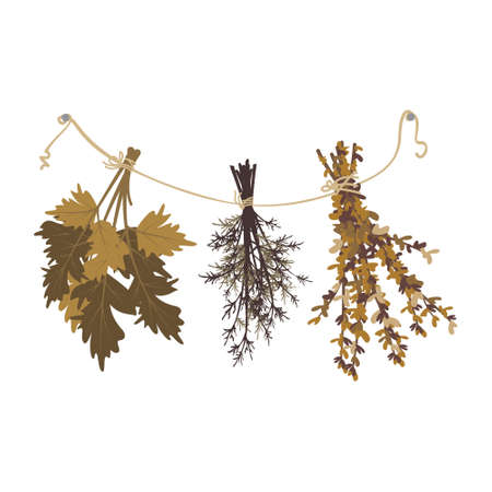 Bunches of dried grass hang from rope. Crop supply, bath broom, or witch herb for potionのイラスト素材