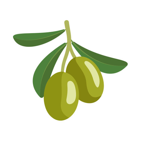 Branch of green olives with fruits and leaves. Greek traditional food. Vector flat illustrationのイラスト素材