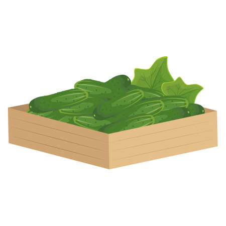 Wooden box with green cucumber. Delicious healthy vegetable, fresh food for salad preparation, harvest. Vector flat illustrationのイラスト素材