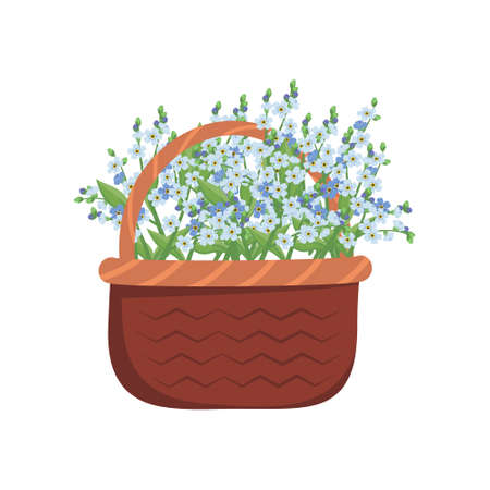 Little blue flowers forget me not with stems and leaves in basket. Bouquet of flowering field plants. Romantic decoration for wedding and design. Vector flat illustrationのイラスト素材