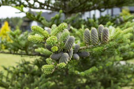 Young cones on a bright green branch on the natureの写真素材