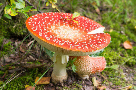 Big red fly agaric in the forest.