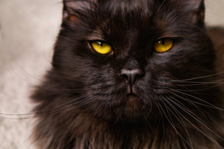 Portrait of a black cat with yellow eyes. European Maine Coon cat close up photo