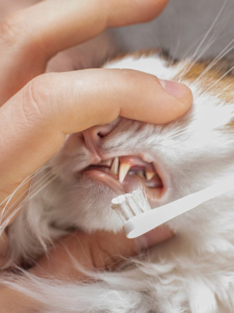 Teeth brushing a cat with a white brush, white red cat close-upの写真素材