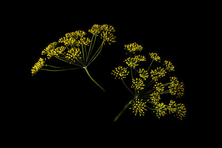 dill umbrella flower plant Dill, isolated on black backgroundの写真素材