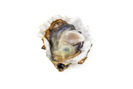 Fresh raw oyster on white or invisible png background top viewの写真素材