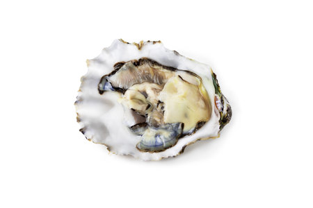 Fresh raw oyster on white or invisible png background