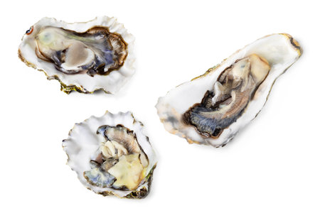 Set Pack of raw oysterson white or invisible png background