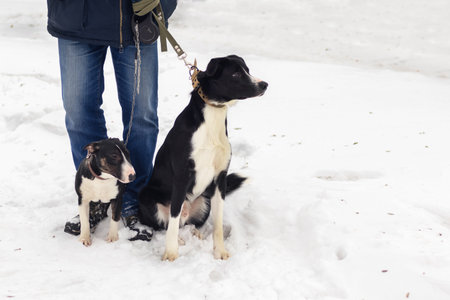 2 dogs on leashes waiting for their owner in the snow in winter photo