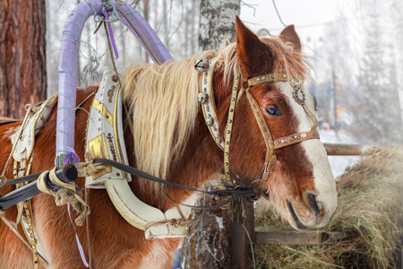 Winter horse in harness eat hay, frosty, winter landscape country houseの写真素材