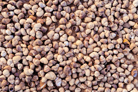 Background of many sea shells. Natural pattern, many snail shells on the sand on the shoreの写真素材