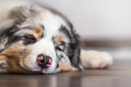 Aussie Australian Shepherd puppy in blue marble color sleeps, close-upの写真素材