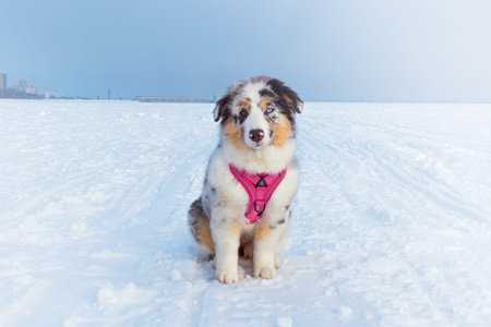 Cute Aussie Australian Shepherd puppy in blue marble color and different eye color sitting in a snowy field and looking at the cameraの写真素材