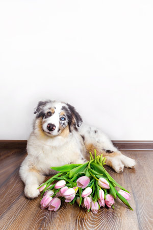 Funny Aussie Australian Shepherd puppy in blue marble color and different eye color lies with bouquet of pink tulips vertical photo copy spaceの写真素材