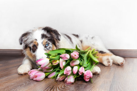 Aussie puppy in blue marble color and different eye color lies with bouquet of pink tulipsの写真素材