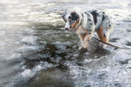 puppy walks on ice, fell into a puddle. Spring, river ice, puddles, dog walks on iceの写真素材