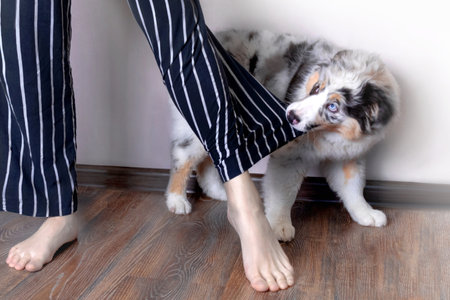 The puppy pulls the hostess. Puppy tears clothesの写真素材