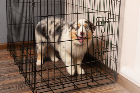 Cute Puppy of Aussie Australian Shepherd puppy in blue marble color sits in a black cage.の写真素材