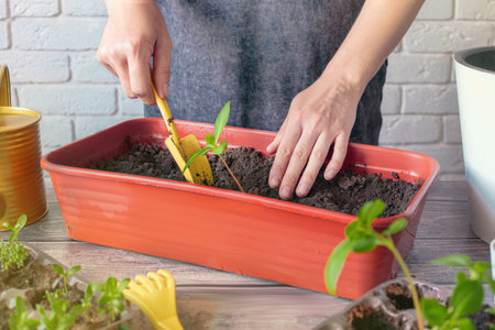 A woman plants seedlings of flowers in a planter, a pot for flowers. Home gardening Close up Croppedの写真素材