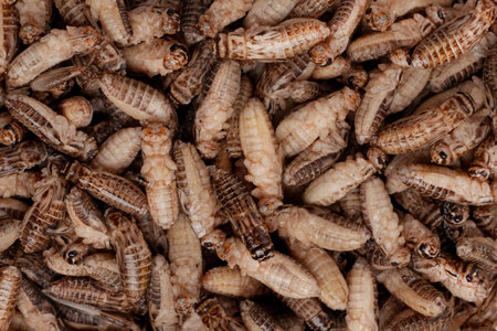 Frozen feed house cricket.