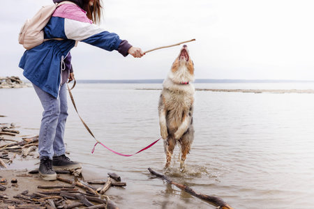 Aussie Australian Shepherd dog in blue marble color jumps after stick out of water, woman walks with...