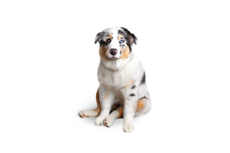 Aussie Australian Shepherd dog in blue marble color and different eye color sits isolated on white background photoの写真素材