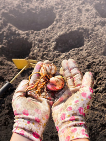 Autumn planting in the garden. Flower bulbs are winter. Woman in her hands in gloves holds the bulb...