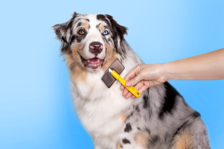 Grooming of a Aussie, a person combs the hair of a dog with a comb, brush. Aussie dog with...