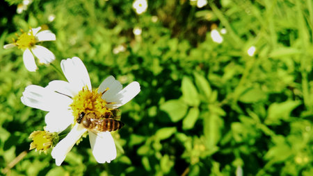 Bee on flowerの素材