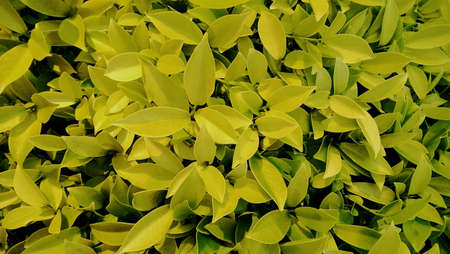 Yellow leafの素材