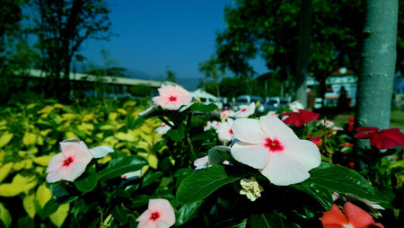 Flowers outdoorの素材